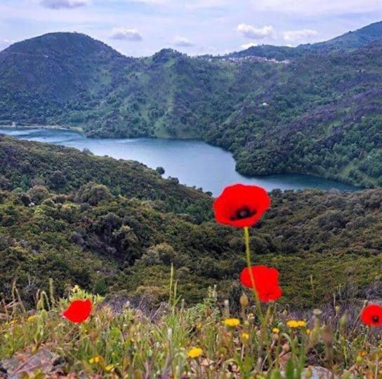 Valle d'AlesaniLa Source 8 Ou 6 Couchages别墅 外观 照片